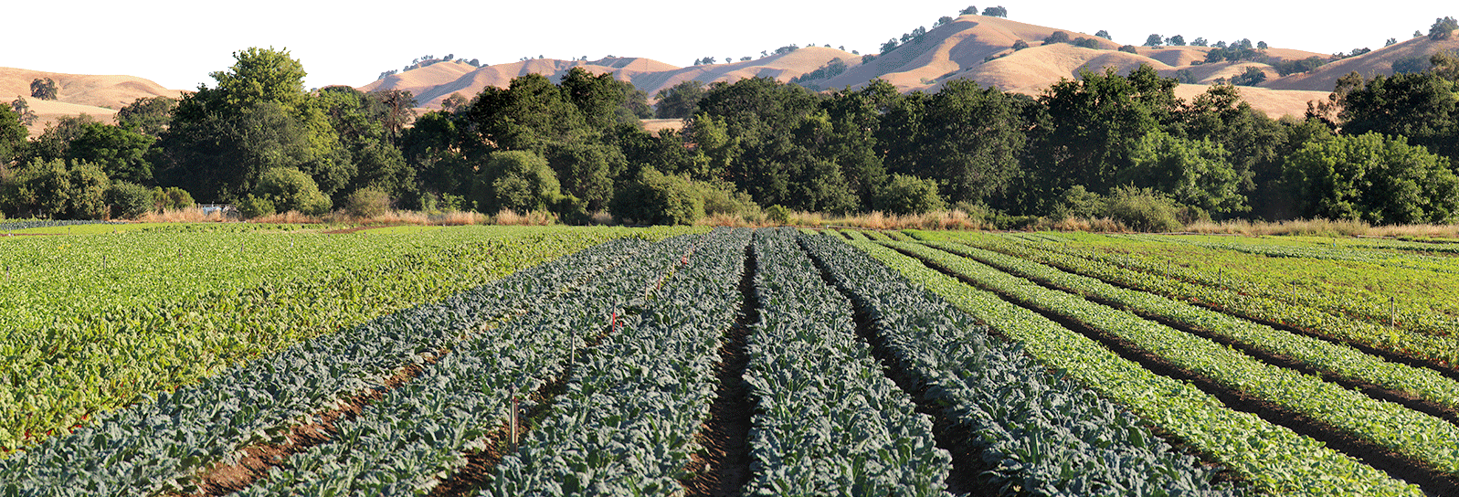 farm landscape