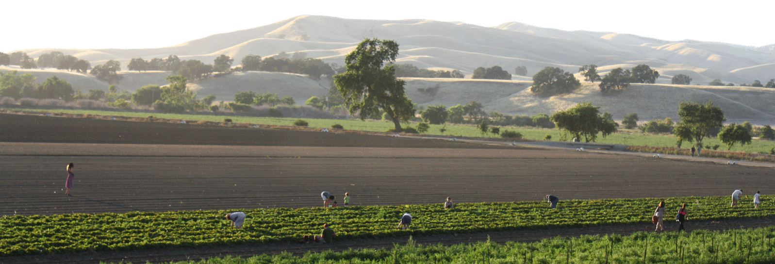 farm landscape