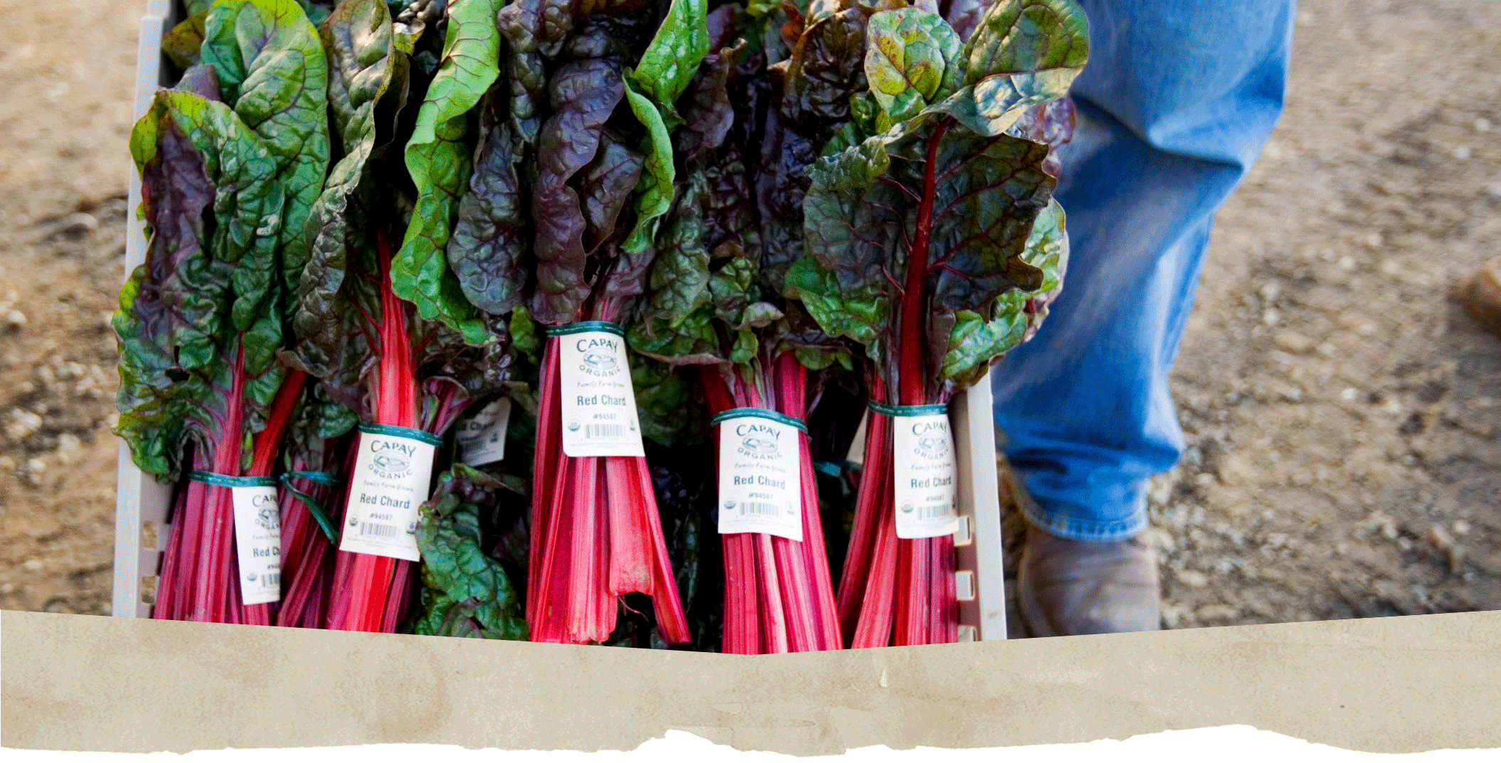 close up of farm produce with dirt